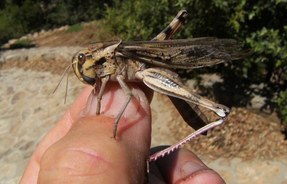 Locusta migratoria